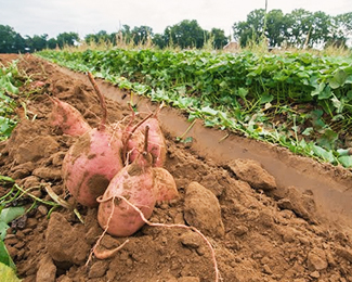 Export Sweet Potato 